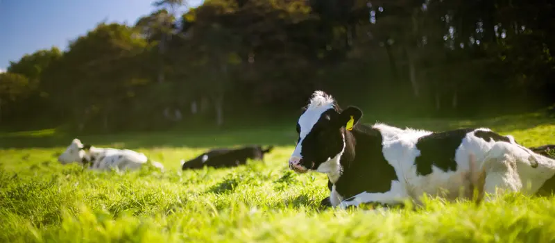 Dairy cows lying down in field