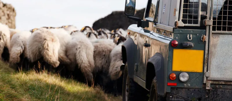 UK farm worker in off road vehicle herding rams in field