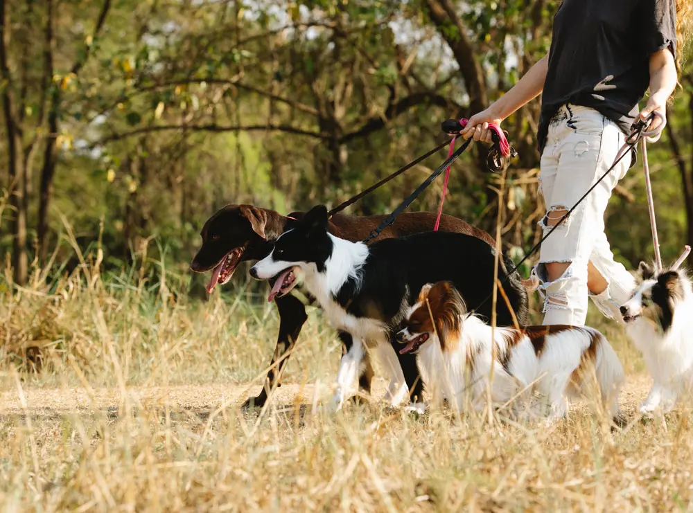 Self employed dog walker taking dogs for a walk in the park