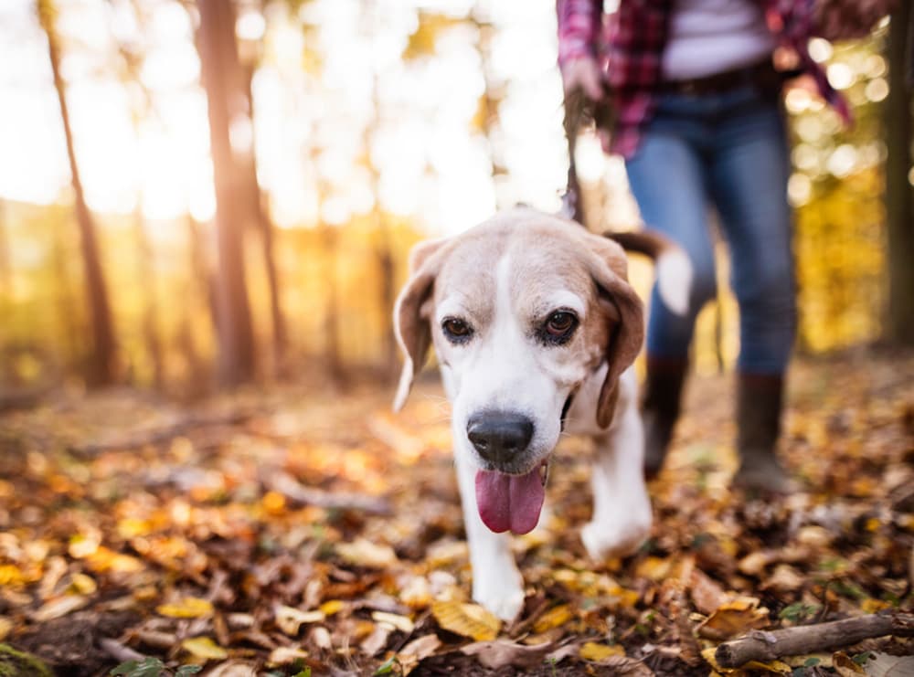 how to start your own dog walking business