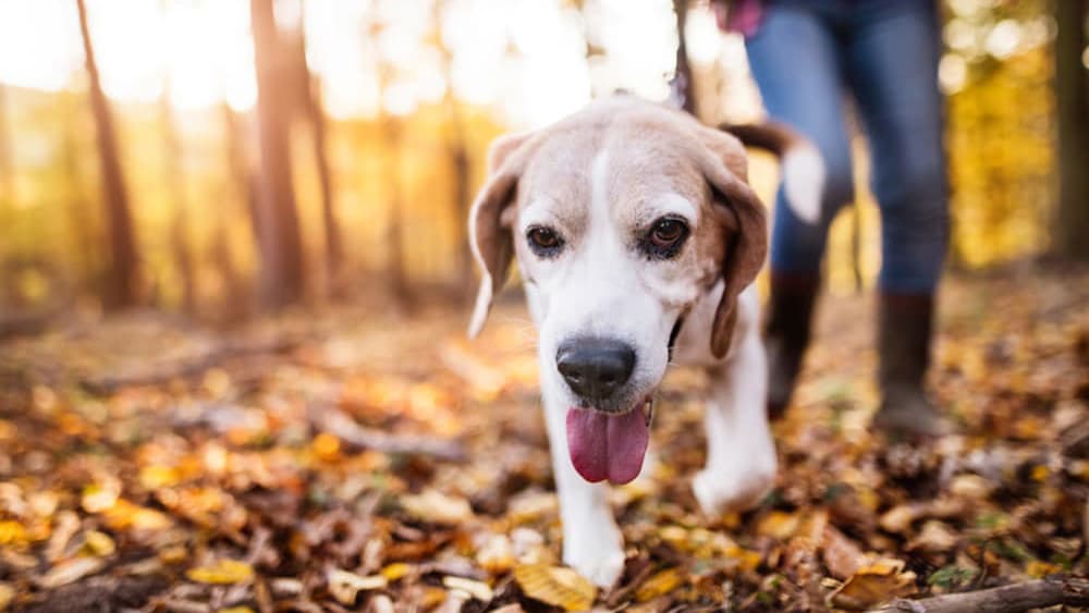 Self employed dog walker